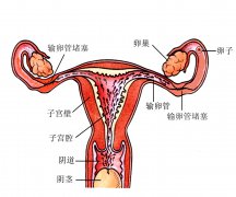 输卵管不孕的症状表现？